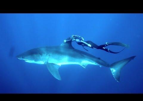 Vídeo impressionante: loira nadando com um grande tubarão branco